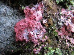 Herpothallon