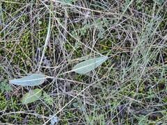 Leuzea conifera