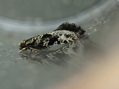 Nemapogon granella