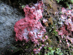 Herpothallon
