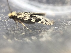 Nemapogon granella