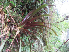 Guzmania