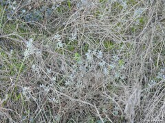 Coronilla minima lotoides