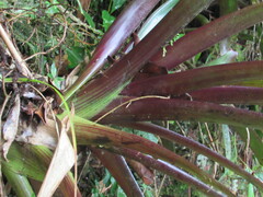 Guzmania