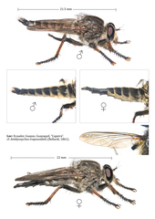 Amblyonychus trapezoidalis