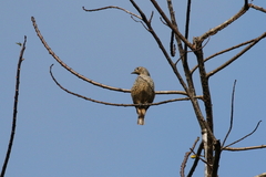 Cotinga nattererii