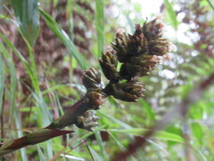 Guzmania
