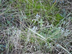Coronilla minima lotoides