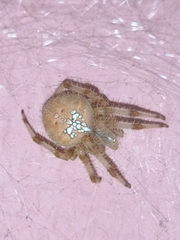 Araneus pallidus