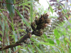 Guzmania
