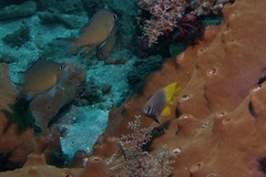 Neoglyphidodon nigroris