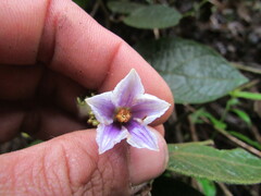 Lycianthes