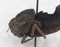 Ocneridia microptera