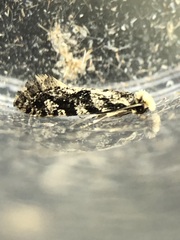 Nemapogon granella
