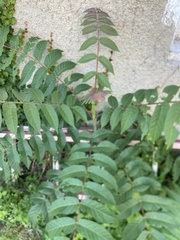 Ailanthus altissima