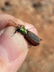 Cicindela splendida