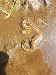 Vipera seoanei