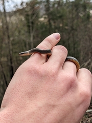 Diadophis punctatus punctatus