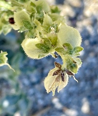 Dicoria canescens