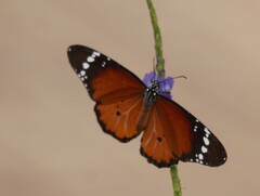 Danaus chrysippus