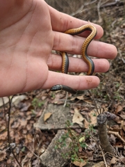 Diadophis punctatus punctatus