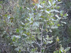 Quercus coccifera