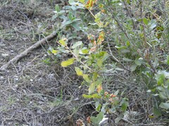 Quercus coccifera