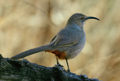 Toxostoma crissale