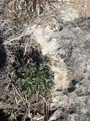 Giliastrum rigidulum