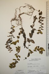 Potamogeton perfoliatus