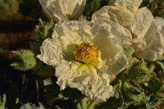 Argemone munita
