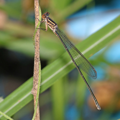 Pseudagrion ignifer