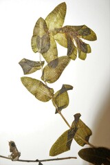 Potamogeton perfoliatus