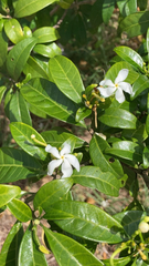 Tabernaemontana divaricata