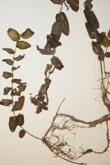 Potamogeton perfoliatus