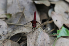 Erythrodiplax castanea