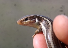 Plestiodon skiltonianus skiltonianus