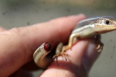 Plestiodon skiltonianus skiltonianus