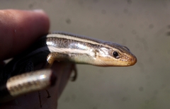 Plestiodon skiltonianus skiltonianus