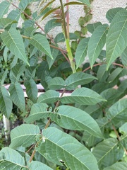 Ailanthus altissima