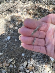 Bouteloua hirsuta