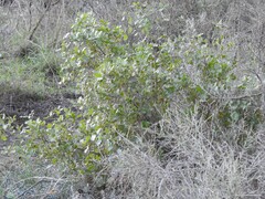 Quercus coccifera
