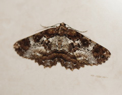 Paradromulia ambigua