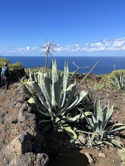 Agave americana image