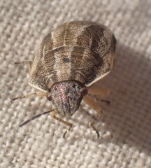 Homaemus bijugis