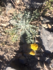 Hymenopappus filifolius nanus