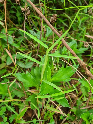Schizachyrium maclaudii