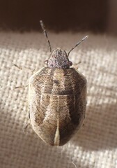Homaemus bijugis