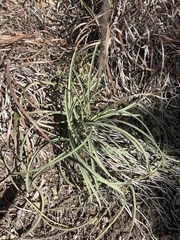 Allium drummondii