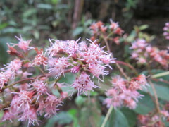 Ageratina ampla